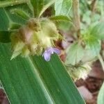 Marsypianthes chamaedrys फूल