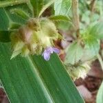 Marsypianthes chamaedrys Blomst