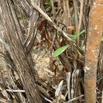 Globularia salicina Bark