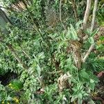 Salvia fruticosa عادت داشتن