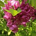 Robinia hispida പുഷ്പം