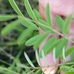 Indigofera suffruticosa ഇല