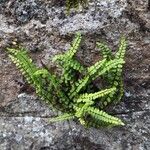 Asplenium trichomanesBlad