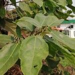 Ficus exasperata Leaf