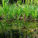 Acorus calamus Hábito