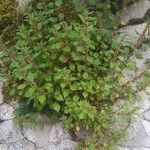 Parietaria judaica Habit