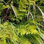 Dryopteris carthusiana Habitat