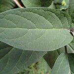 Clerodendrum quadriloculareLeaf