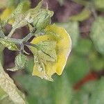 Physalis philadelphica Flower