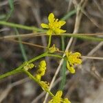 Haplophyllum tuberculatum Floare