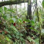 Impatiens niamniamensis Habit