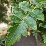 Koelreuteria paniculata ഇല
