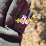 Lythrum alatum Λουλούδι