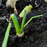 Allium cepa Hoja