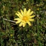 Agoseris heterophylla Flower