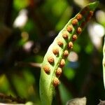 Lepisorus excavatus Fruit