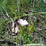 Malva setigera Feuille