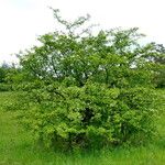 Crataegus monogyna Habitus