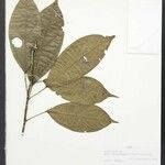 Abuta sandwithiana Leaf