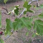 Crataegus × armena Leaf