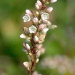 Persicaria punctata फूल