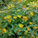 Sanvitalia procumbens Libunga