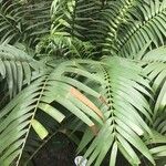 Ceratozamia mexicana Blatt