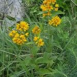 Lysimachia vulgaris Агульны выгляд