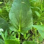 Symplocarpus foetidus Leaf