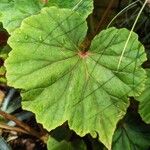 Begonia cardiocarpa Φύλλο
