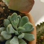 Pachyphytum bracteosum পাতা