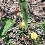 Sida spinosa Λουλούδι