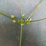 Cyperus eragrostisFlor