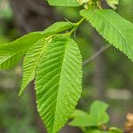 Ulmus rubra Leaf