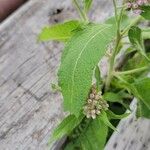 Pluchea odorata Leaf