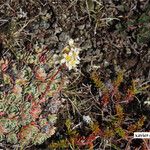 Saxifraga paniculataFlower