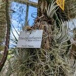 Tillandsia mitlaensis Other