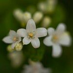 Murraya paniculataFlower