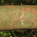 Protium aracouchini Кора