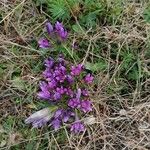 Gentianella campestrisFlower