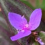 Tradescantia zebrina Blomma