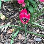 Tulipa montisandrei Blatt