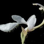 Teucrium pseudochamaepitys Kukka