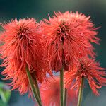 Erythrina abyssinica Цвят