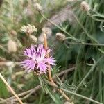 Centaurea aspera Blüte