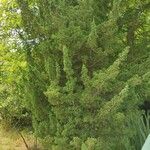 Chamaecyparis thyoides Habit