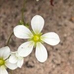Saxifraga hypnoides Floare