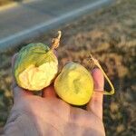 Solanum viarum Fruit