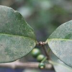 Eugenia stictopetala Leaf