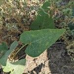 Cucurbita foetidissima Blad